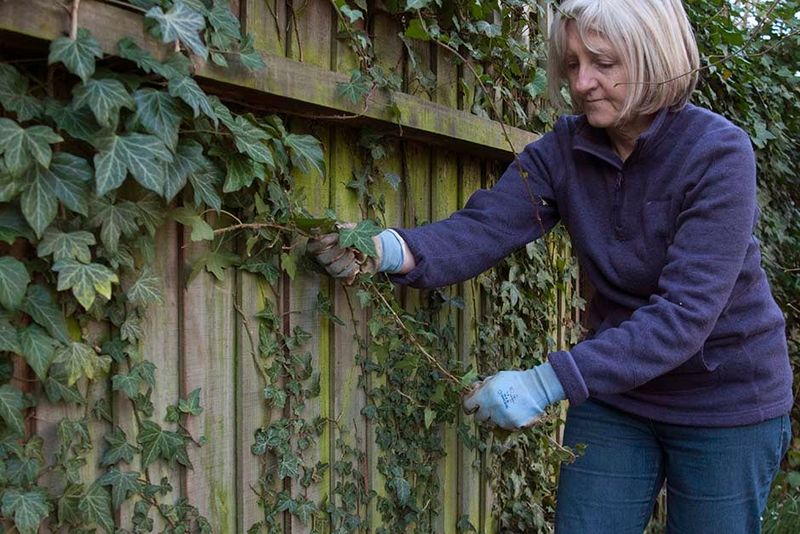 The fence does not just disappear beneath ivy The fence does not just disappear beneath ivy
