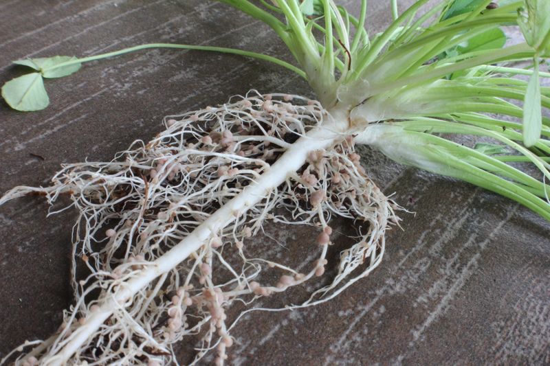 The fertilizer claim needs a much smaller promise
