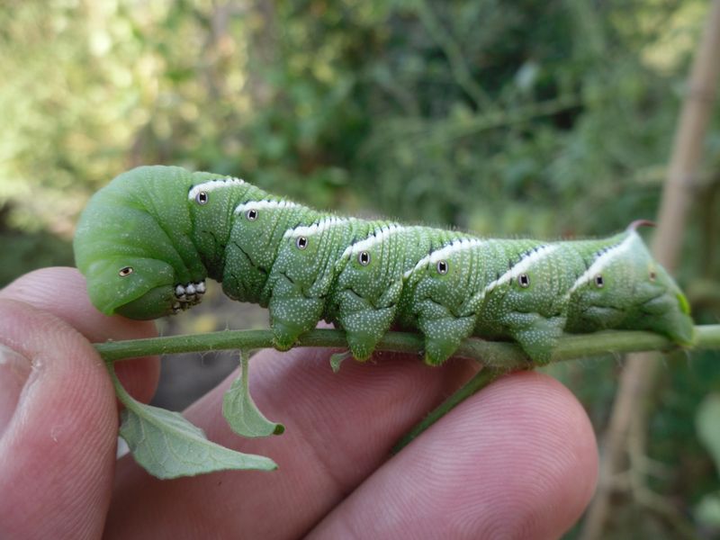 The four-inch detail belongs to the hornworm, not the basil The four-inch detail belongs to the hornworm, not the basil