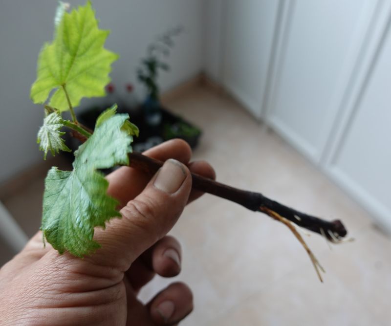 The grape cutting supplies the new vine