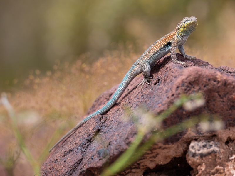 The habitat arrangement matters more than one plant