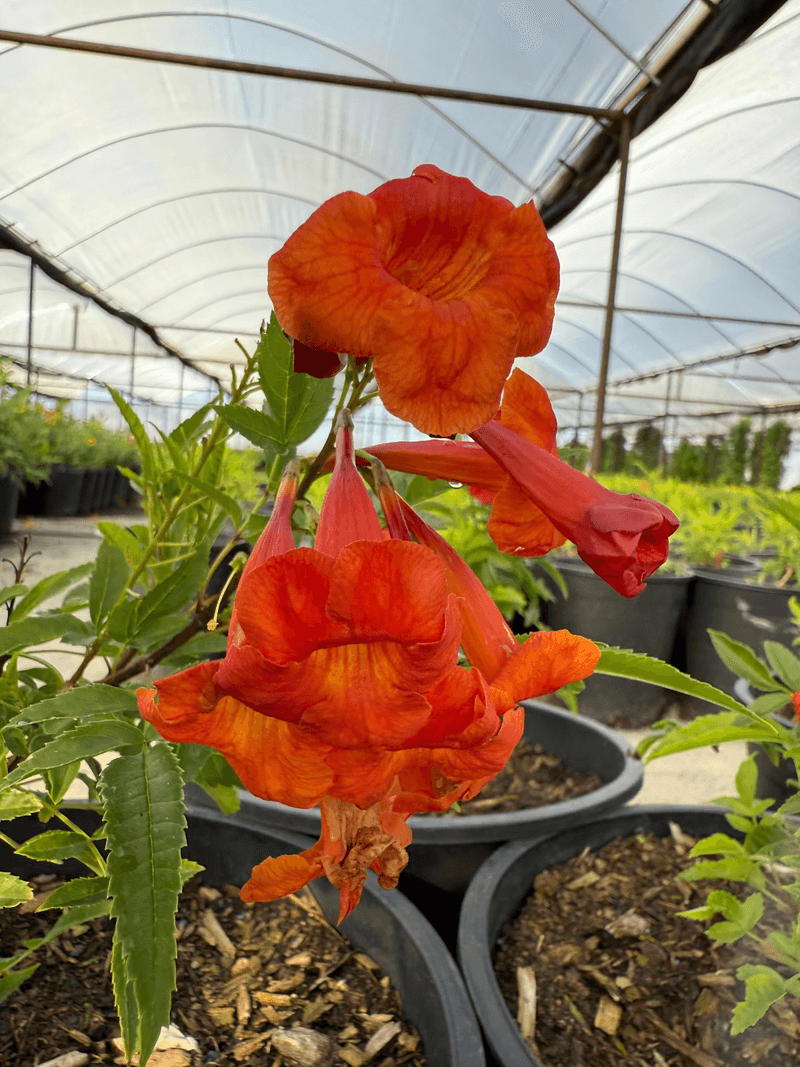 The long bloom season adds color and potential pollinator forage The long bloom season adds color and potential pollinator forage