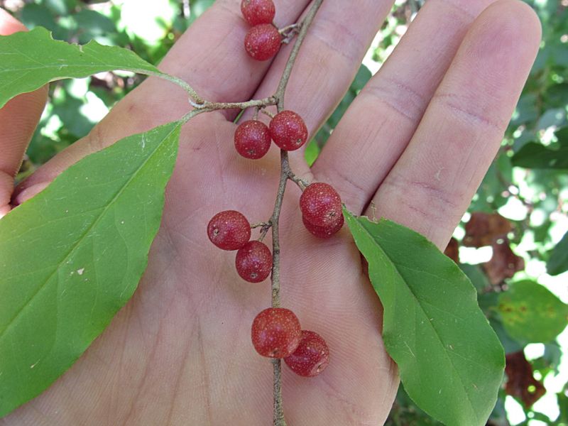 The lycopene finding is real but not an 18-fold rule The lycopene finding is real but not an 18-fold rule
