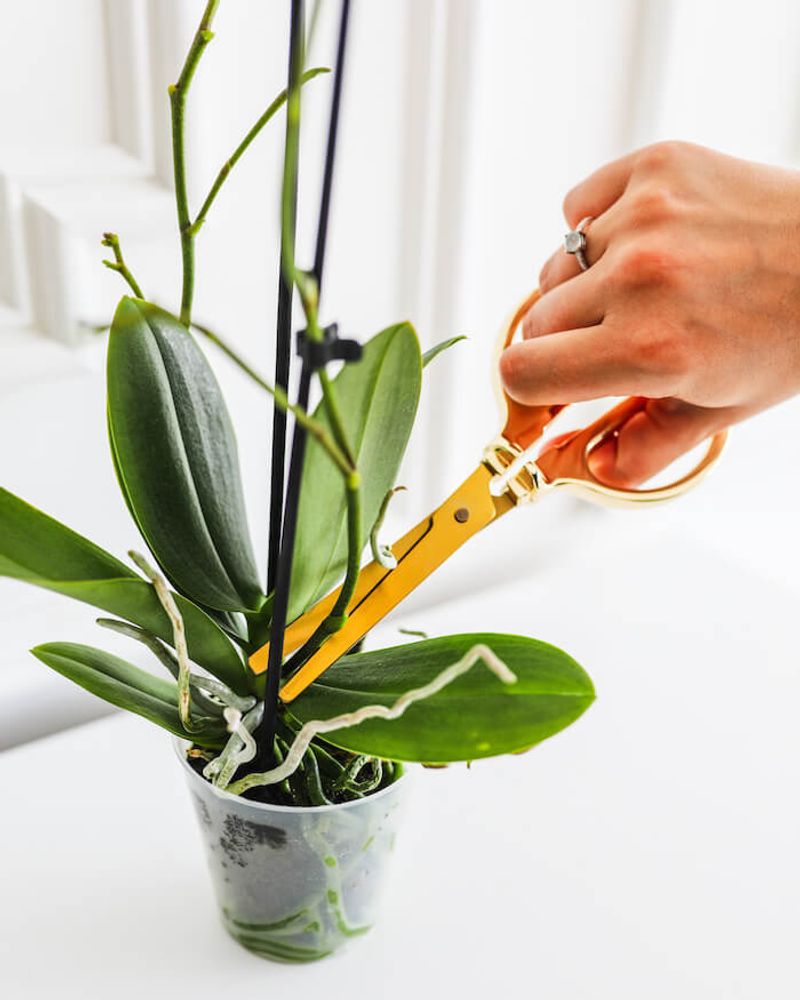 The old flower spike gives you two reasonable choices
