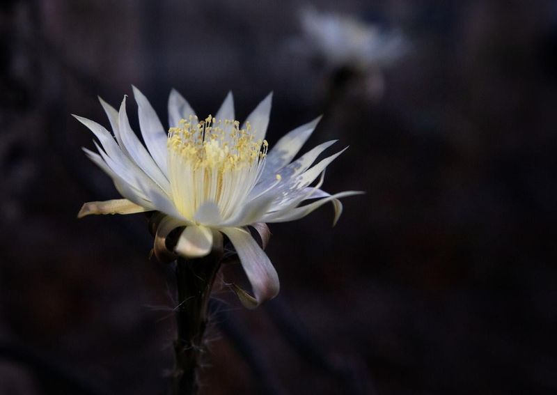 The overlooked desert plant that becomes a nighttime spectacle