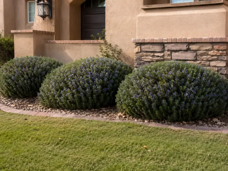 The payoff is a tougher, lower-water herb—not an invincible one The payoff is a tougher, lower-water herb—not an invincible one