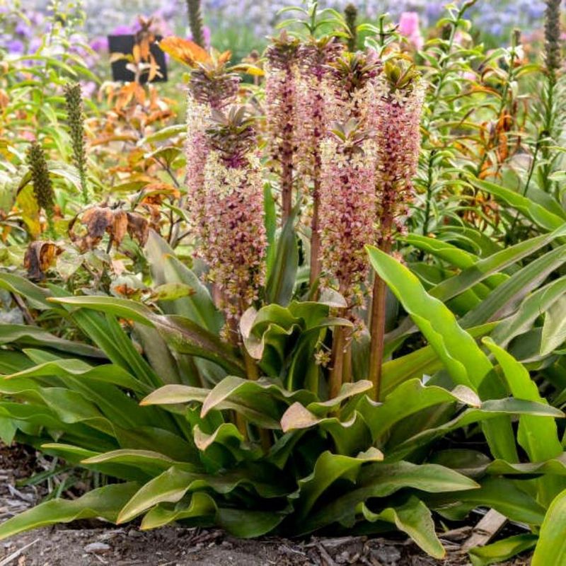 The pineapple top is a flower spike, not a true lily