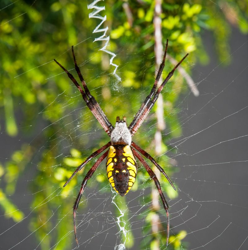 The practical takeaway for Arizona’s fall webs