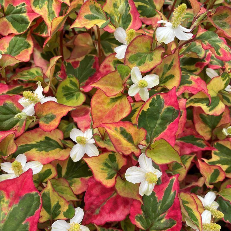 The pretty plant is more specific than its common names suggest The pretty plant is more specific than its common names suggest