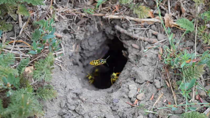 The real fall-yard threat is a hidden yellowjacket colony The real fall-yard threat is a hidden yellowjacket colony