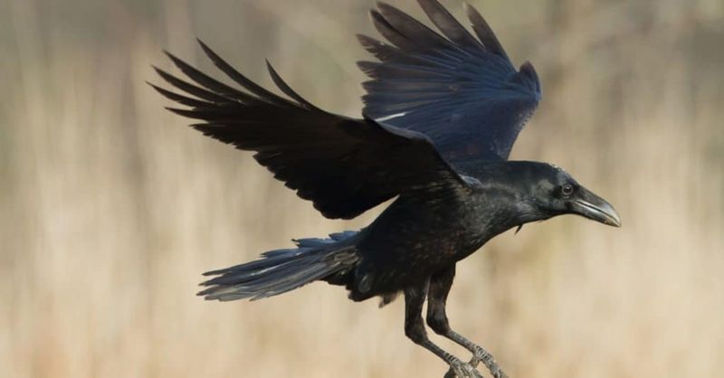 The real raven trick is intelligence, not wolf-call deception The real raven trick is intelligence, not wolf-call deception