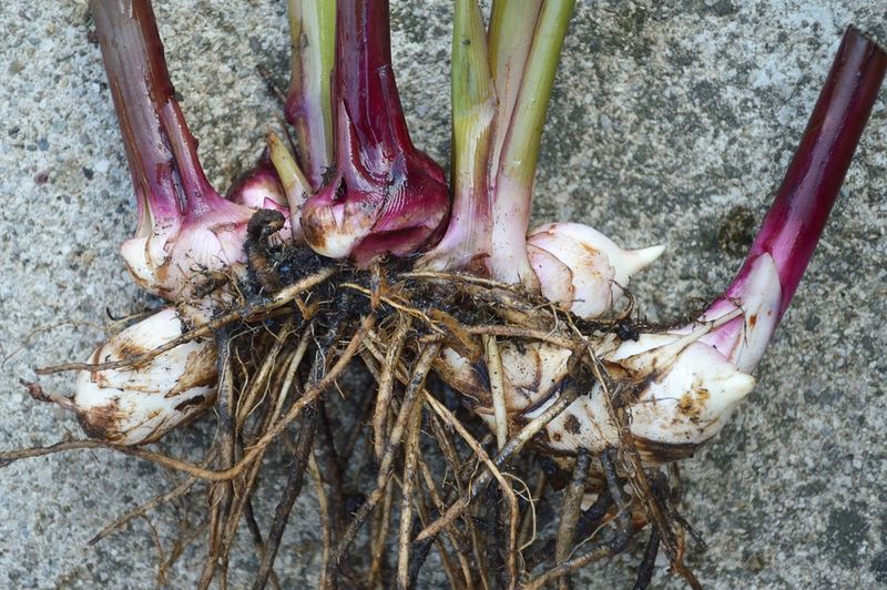 The rhizome claim needs a careful qualifier