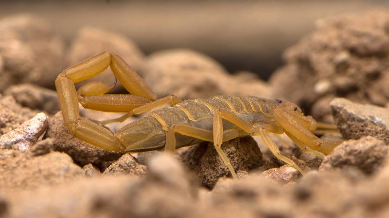 The scorpion comparison has no evidence-based ranking