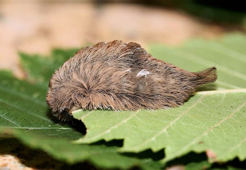 The soft coat hides hollow venomous spines