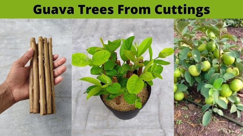 The three-week promise confuses first roots with a fruit tree