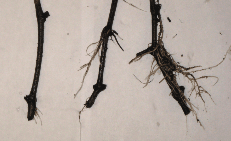 The viral experiment is not a proven rooting trick