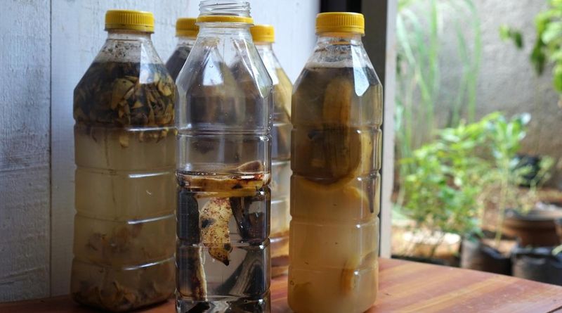 The viral ingredients do not establish a rooting method