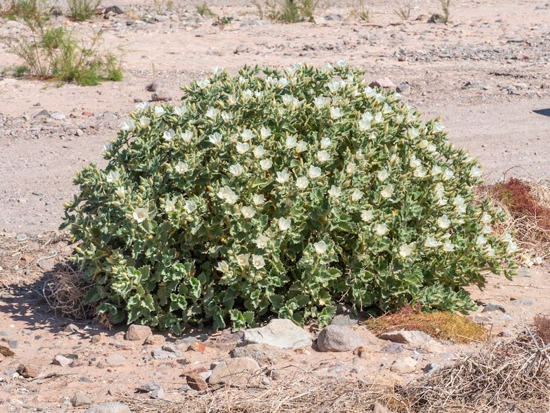 The warning most likely points to desert rock nettle