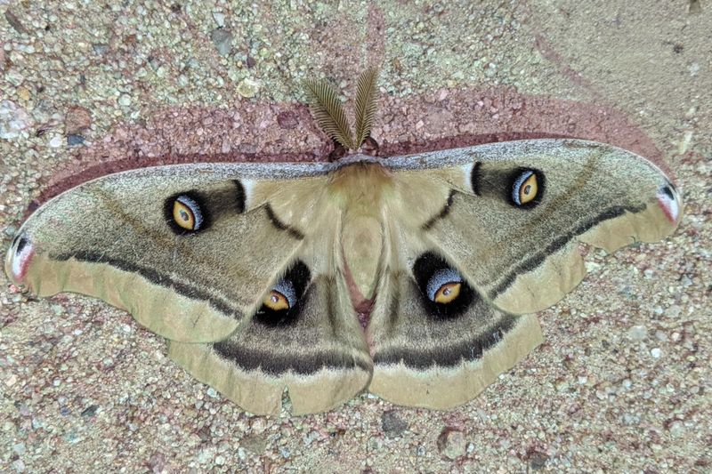 The western Polyphemus may explain the green, tailed shape