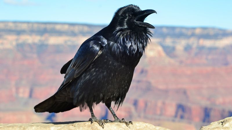 The wolf connection is real—but the wolf-call trick is unproven The wolf connection is real—but the wolf-call trick is unproven