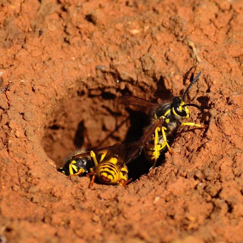 Their Activity Can Increase In Late Summer And Fall Their Activity Can Increase In Late Summer And Fall