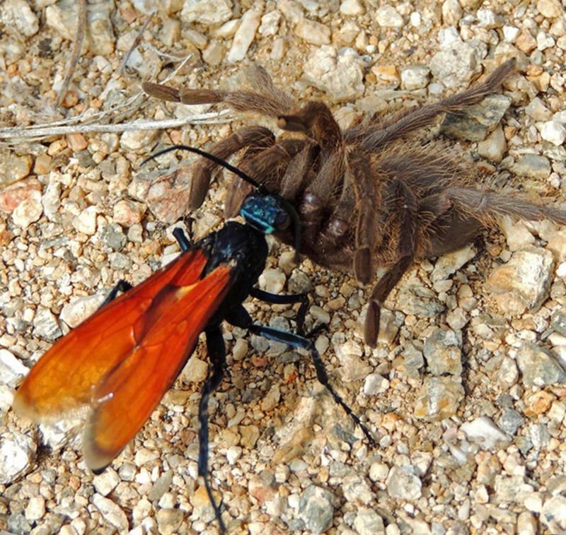 Their Arrival Tracks Tarantula Mating Season