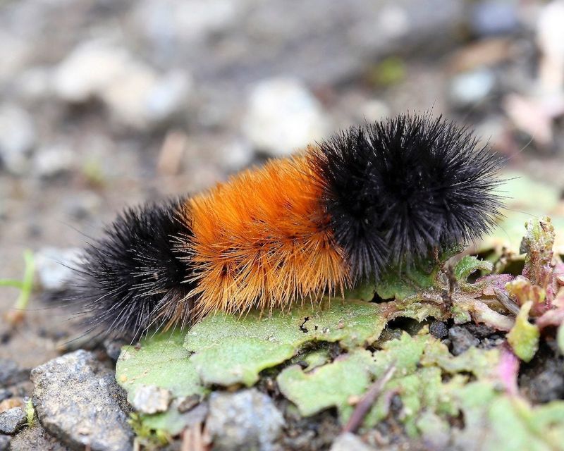Their Color Cannot Tell You What Winter Will Bring