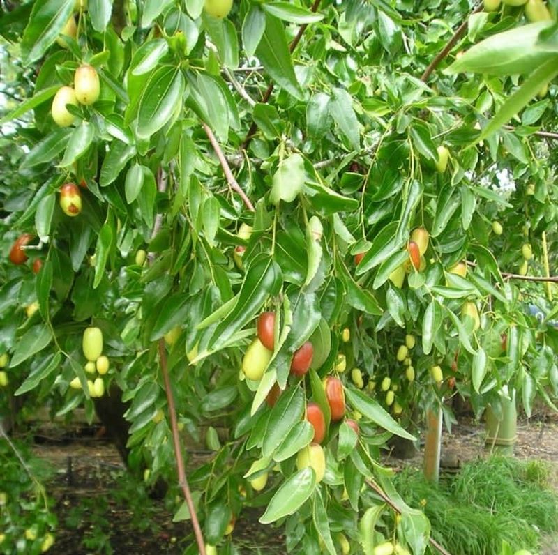 Their Deep Roots Help Them Through Dry Periods