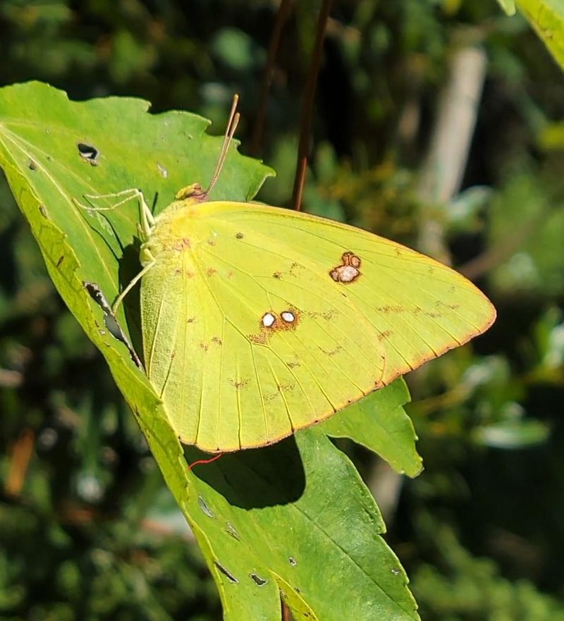 Their Direct Flight Makes Migrating Butterflies Easy To Notice Their Direct Flight Makes Migrating Butterflies Easy To Notice
