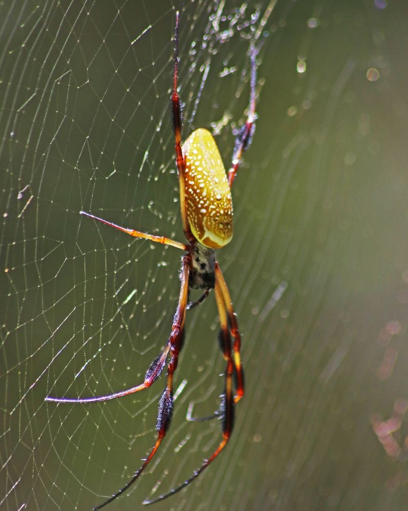 Their Golden Silk Is A Rare Natural Wonder Their Golden Silk Is A Rare Natural Wonder