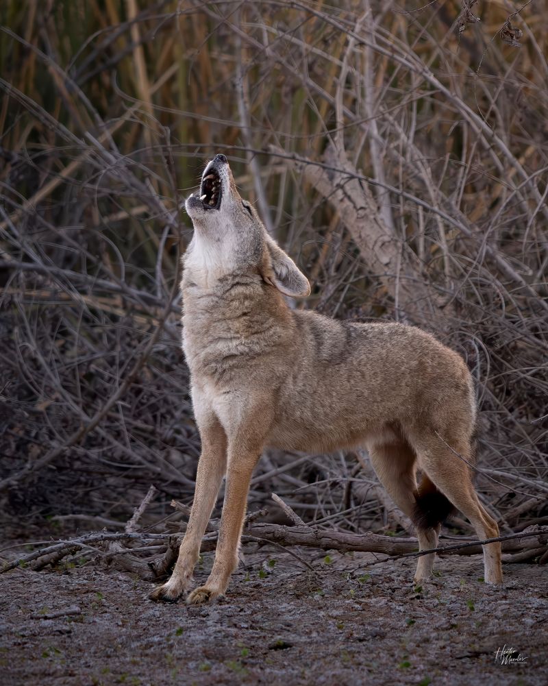 Their Howls Help Them Communicate