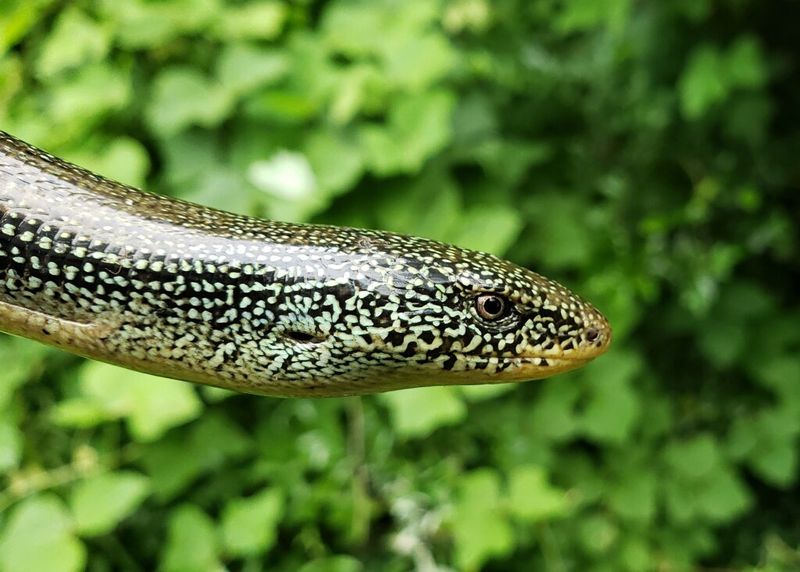 Their Long Tails Can Break Off When They Feel Threatened Their Long Tails Can Break Off When They Feel Threatened