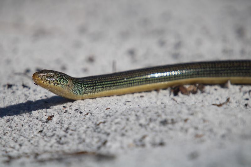 Their Moving Eyelids Help Tell Them Apart From Snakes Their Moving Eyelids Help Tell Them Apart From Snakes