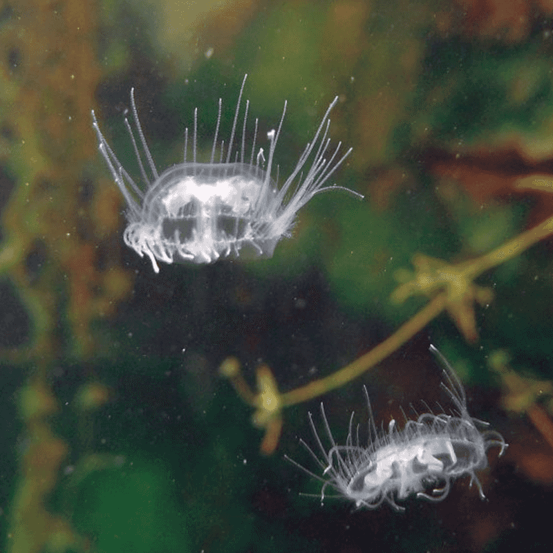 Their Place In The Food Web, And What Anglers Should Expect