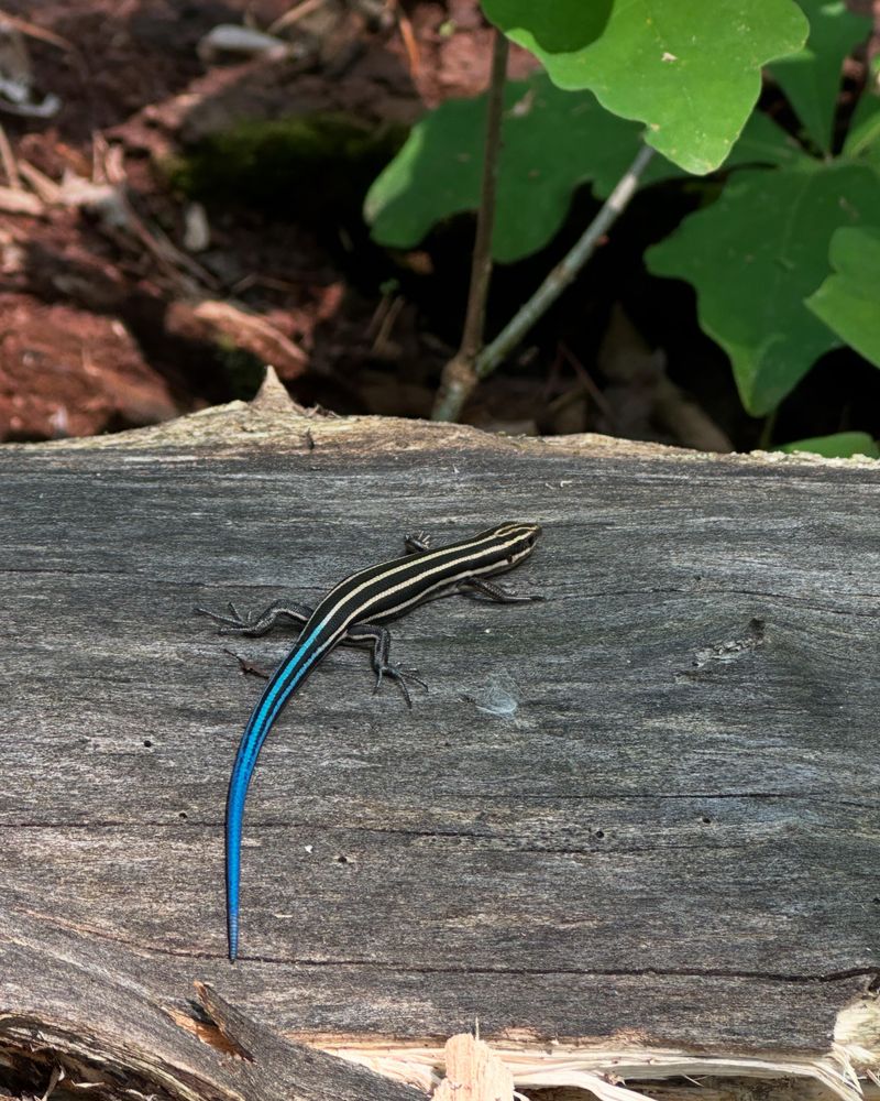 Their Presence Adds Native Wildlife To Your Yard