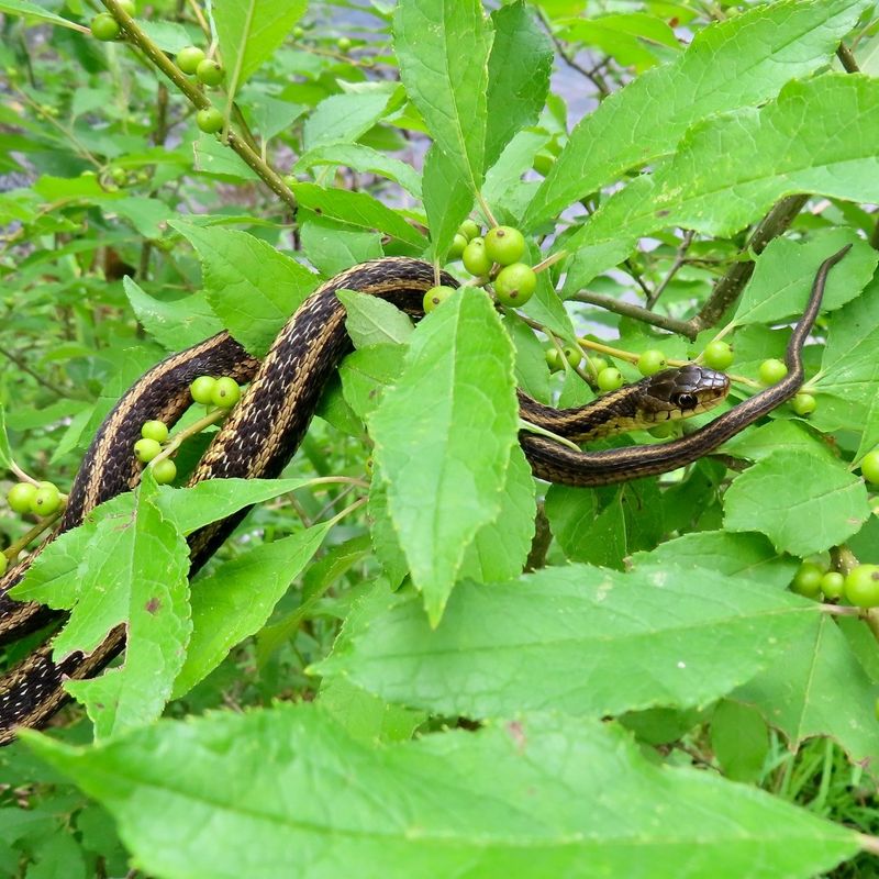 Their Presence Can Help With Garden Pests Their Presence Can Help With Garden Pests