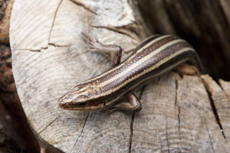 Their Presence Can Signal A Backyard With Healthy Natural Habitat