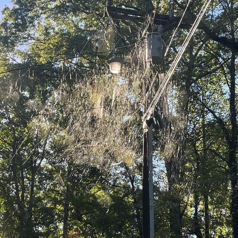 Their Webs Signal A Healthy Yard Their Webs Signal A Healthy Yard