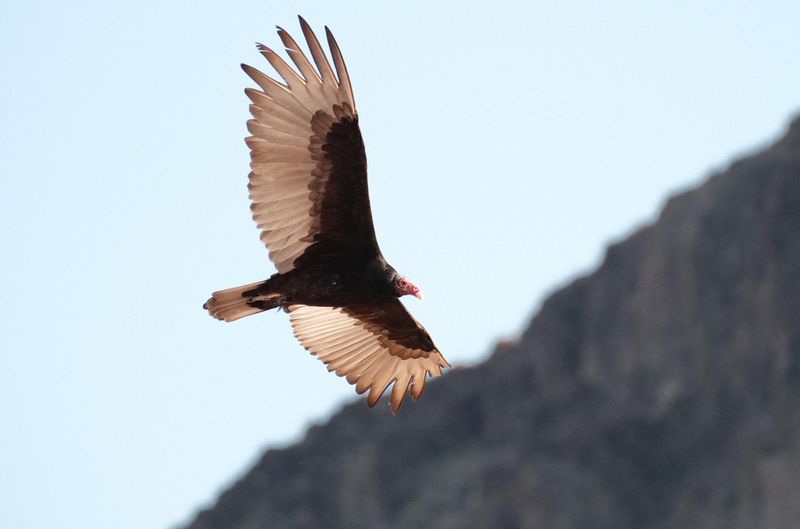 Their Wobbly Flight Helps Separate Them From Large Hawks