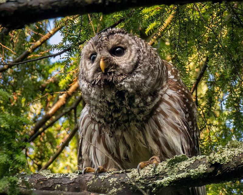 There Is Enough Prey Nearby There Is Enough Prey Nearby