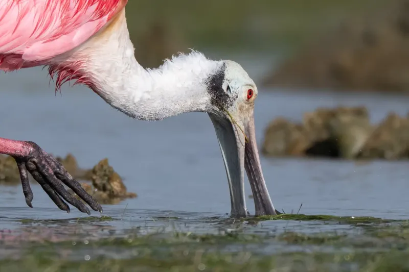 There Is Food Nearby