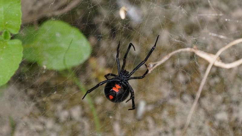 There May Be A Good Supply Of Insects Nearby