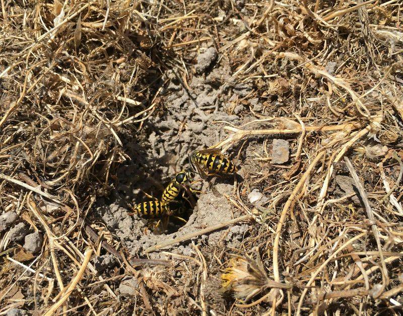 There May Be A Nest Nearby There May Be A Nest Nearby