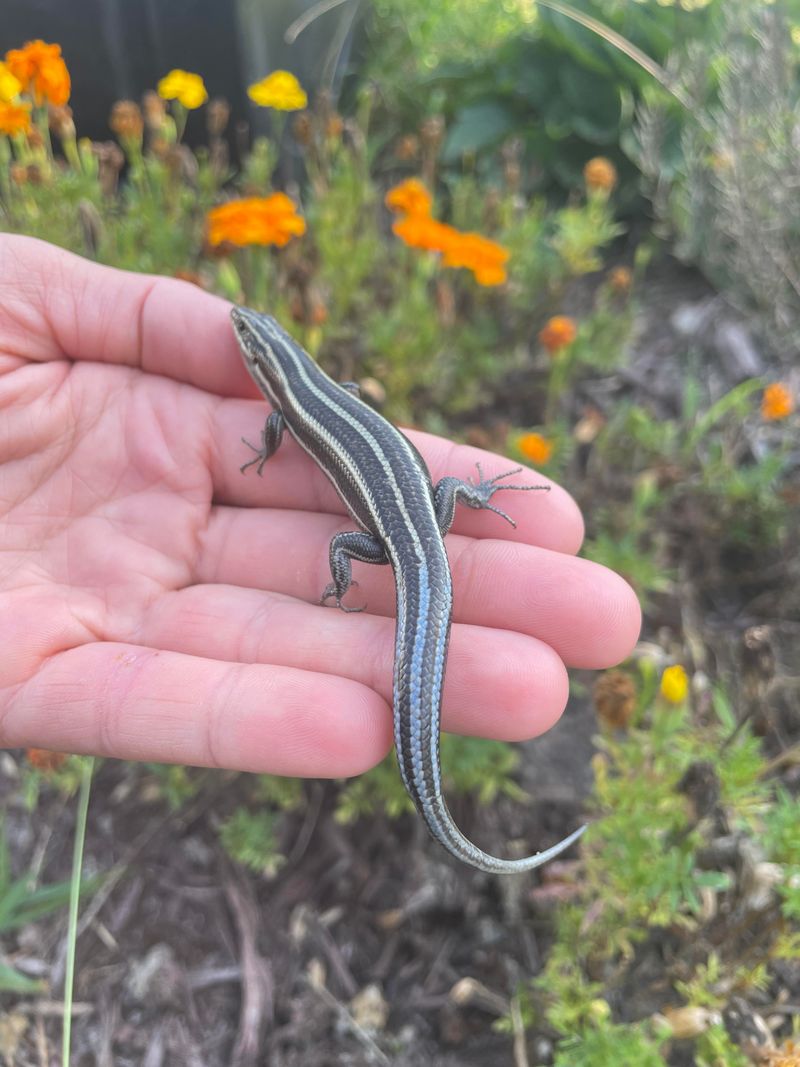 These Harmless Lizards Do Not Damage Gardens Or Property