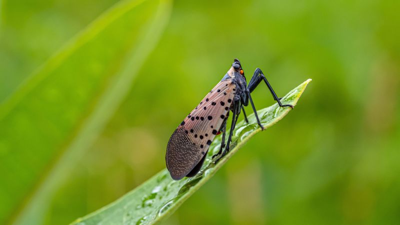 These Insects Are Still Active As Fall Gets Closer