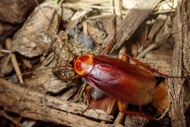 These Large Roaches Usually Spend Their Time Outdoors These Large Roaches Usually Spend Their Time Outdoors