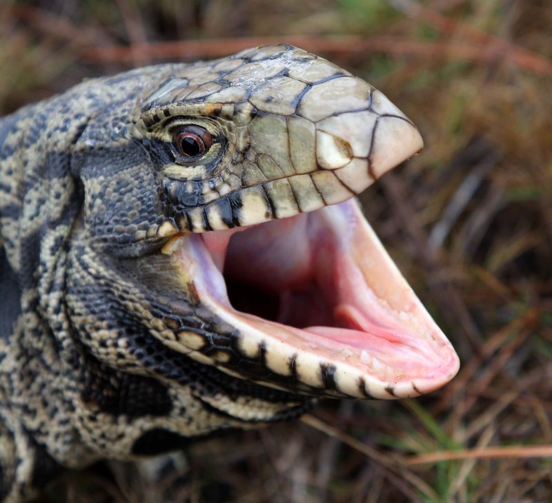 These Lizards May Defend Themselves When Threatened
