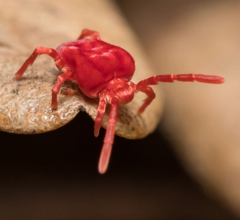 These Tiny Visitors Do Not Bite Homeowners These Tiny Visitors Do Not Bite Homeowners