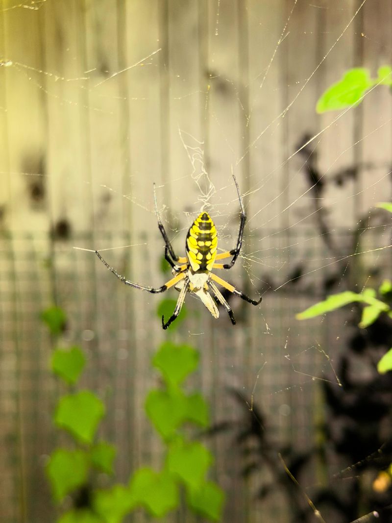 These Web Builders Help Catch Insects Around The Landscape These Web Builders Help Catch Insects Around The Landscape