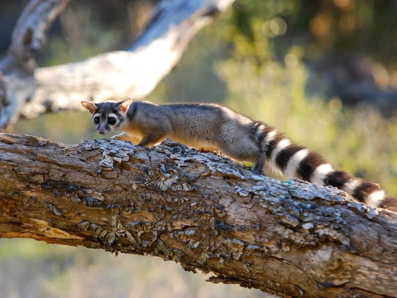 They Are A Fully Protected California Species They Are A Fully Protected California Species
